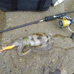 越前海岸でエギング